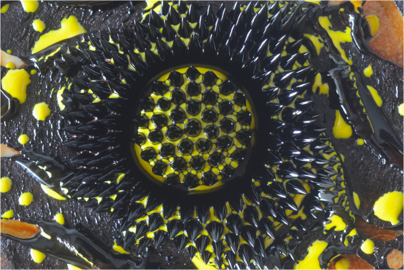 The Eye Piece 10